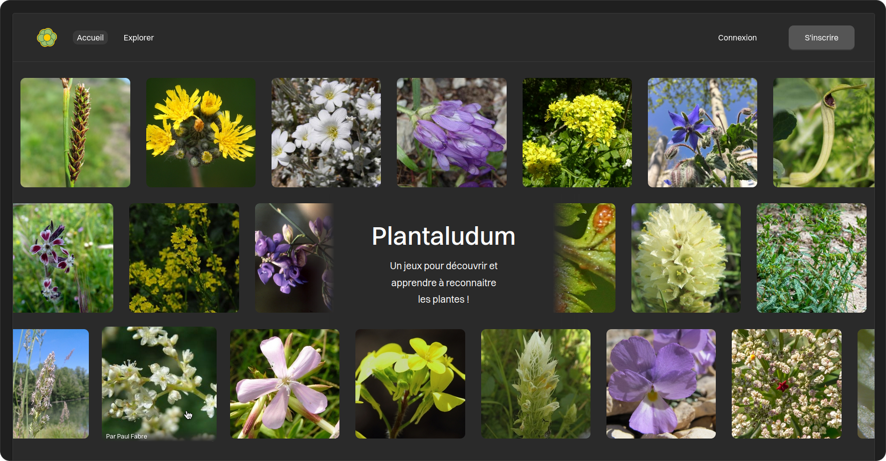 Plantaludum main images